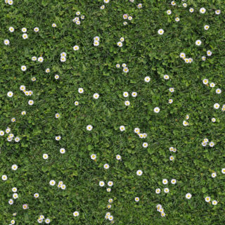 Expodecor-daisies in clover, floral background